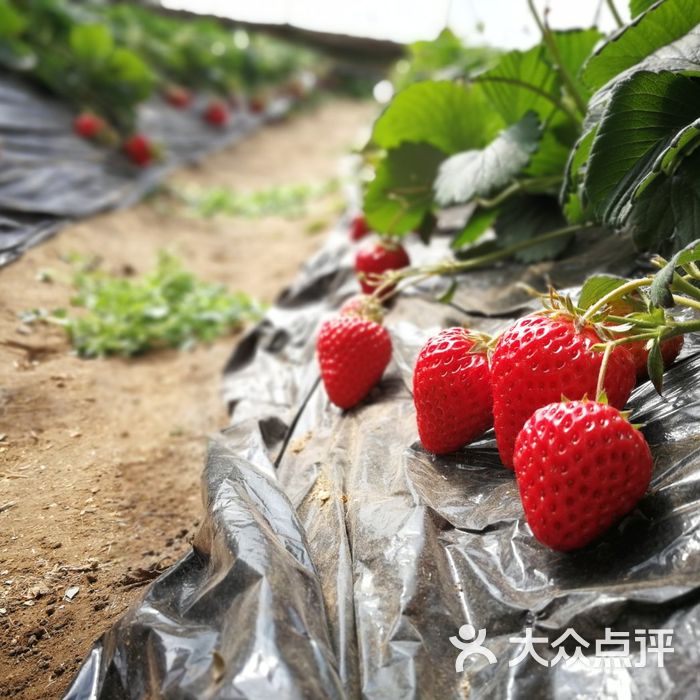 老黄牛耕读园开心农场