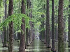 -渌洋湖湿地公园