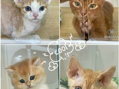 -青奢宠物·青奢猫舍