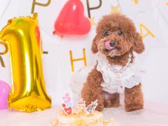 -PETKIT小佩宠物·低压洗护(国顺东路店)