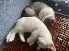 -瑞鹏宠物医院·骨科·猫科·内科(第一中心)