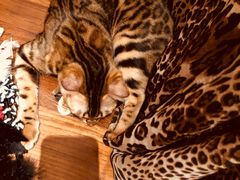 -猫大福·Fortune Cat猫舍(百子湾店)