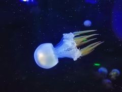 -芜湖新华联大白鲸海洋公园