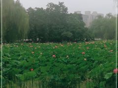 -莲湖公园