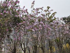 -香山湖公园