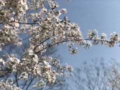 -顾村公园