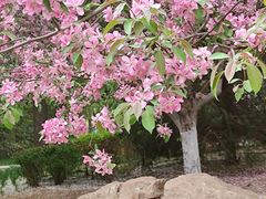 -海棠花溪(元大都城垣遗址公园)