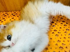 -欣宠猫屋·矮脚拿破仑·蓝金金渐层