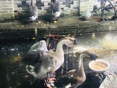 -优之名鹅城