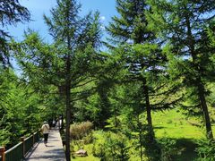 -苏木山森林公园