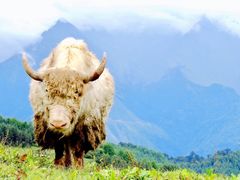 -硗碛藏寨·神木垒景区