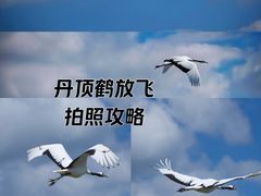 -盐城丹顶鹤湿地生态旅游区