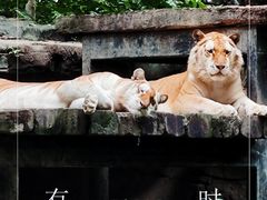 -广州长隆野生动物世界