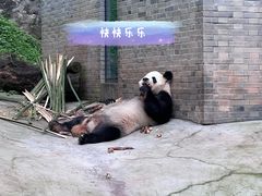 -都江堰中华大熊猫苑
