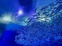 -海合安武汉极地海洋公园