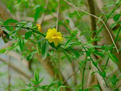 -天鹅湖体育公园