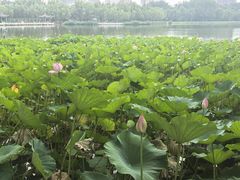 -莲花池公园
