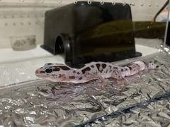 -酷以爬仙阁实体爬宠店·守宫·蜥蜴·专业繁育