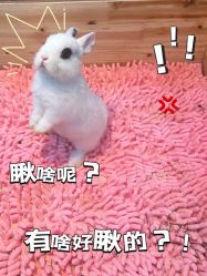 -神奇动物撸宠馆·羊驼·小浣熊·异宠(豫园店)