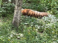 -哈尔滨北方森林动物园