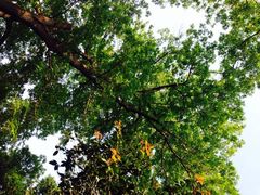 iphone_upload_pic-包公祠