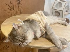 -楼上猫咖(罗湖店)