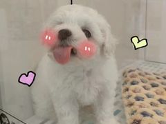 -1013 PET SHOP精品宠物商店(丁香店)