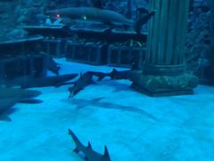 -芜湖新华联大白鲸海洋公园