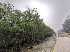 -宝安西湾红树林湿地公园