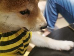 -逗柴咖啡屋·狗咖猫咖宠物桌游