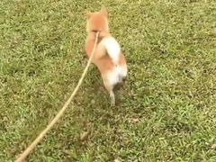 -宠物之家Pets Home 宠物寄养酒店