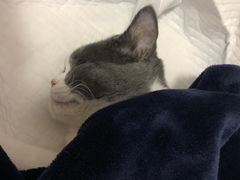-灵美宠物诊所