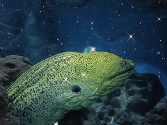 -上海海洋水族馆