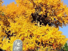 -终南山古楼观历史文化景区