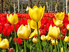 -大宁郁金香公园-停车场