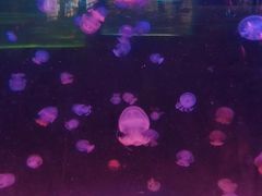 -苏州海洋馆