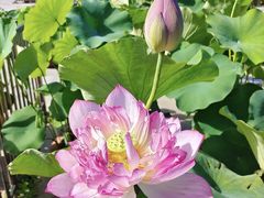 -莲花池公园