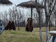 -北京野生动物园