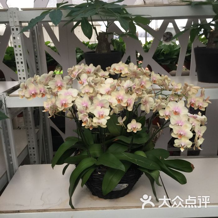 雁锦花卉市场图片