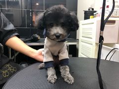 -小尾巴宠物店(万科·金域华庭店)