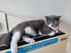 -Catmate·猫肥家润(金润铂宫店)