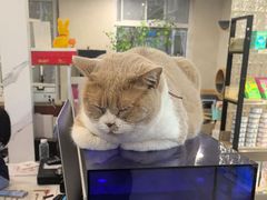 -伟伟宠物医院·CT影像中心·瑞派犬猫综合性门诊(汉口总院)