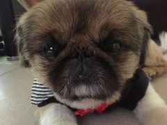 -小尾巴宠物店(万科·金域华庭店)