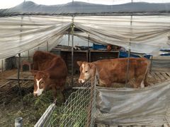 -小鱼草莓采摘园农家乐·小鱼餐厅