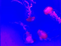 -瑞普利水族馆