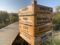 -金塔沙漠胡杨林景区