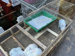 -中环花鸟鱼虫市场
