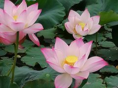 -泰州凤城河风景区-泰山公园