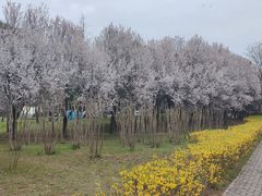 -洨河生态公园