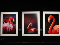 -罗红摄影艺术馆